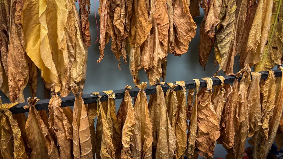 Drying tobacco leaves